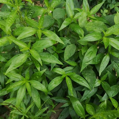 怎麼避邪|避邪草是什麼？常見6種「避邪植物」介紹，趨吉避凶。